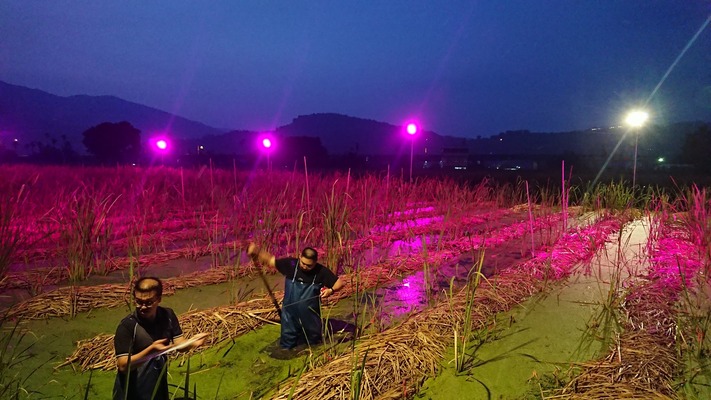 USR同仁於夜間下田測量光照數據圖片